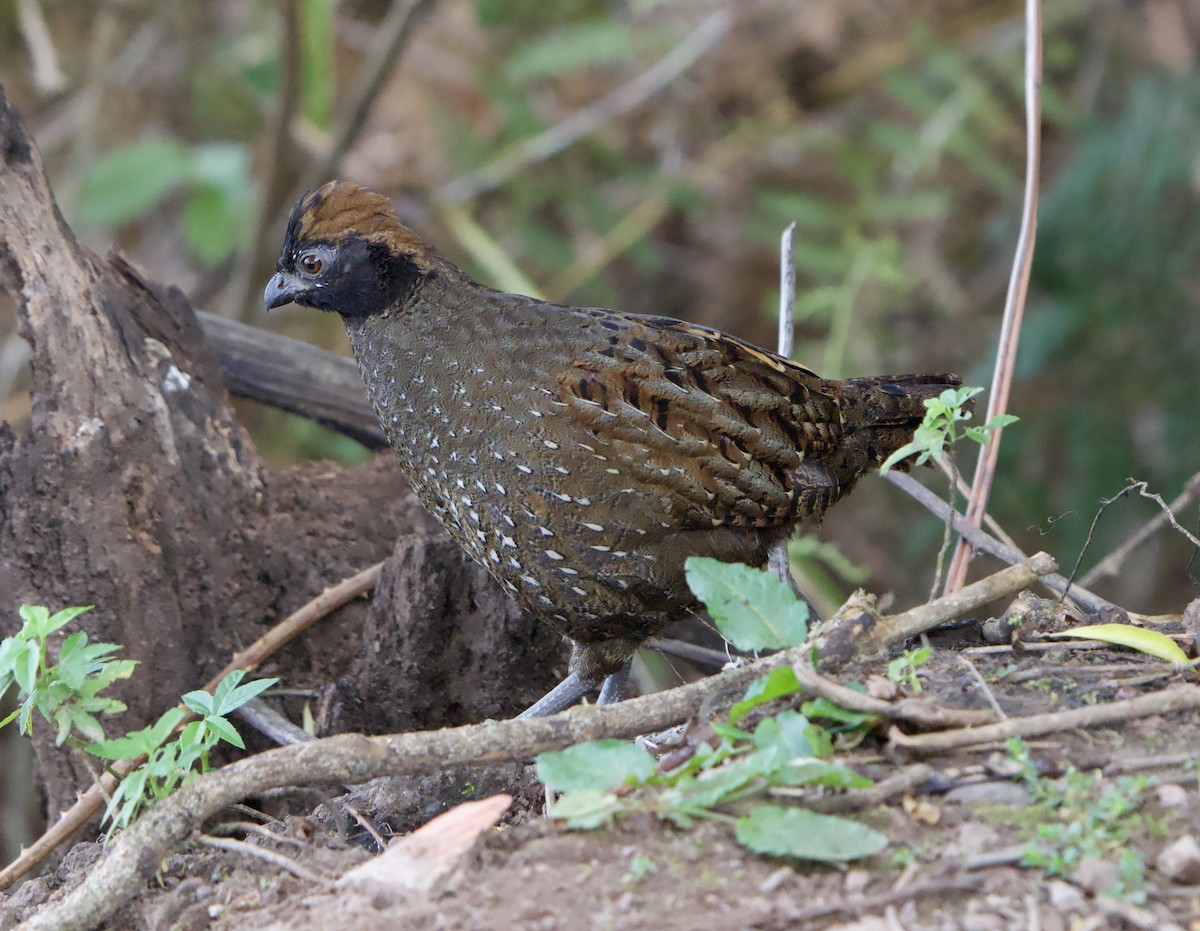 Black-fronted Wood-Quail - ML646182928