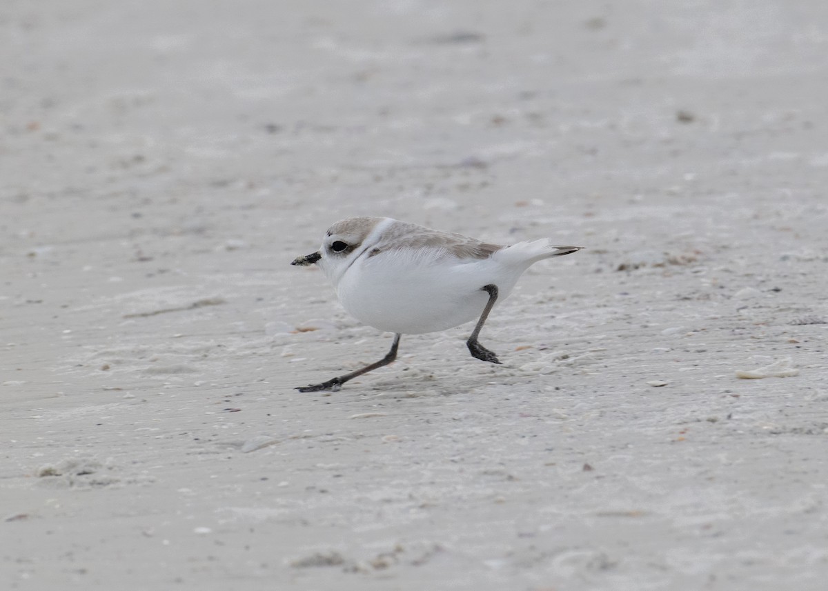 Snowy Plover - ML646182930