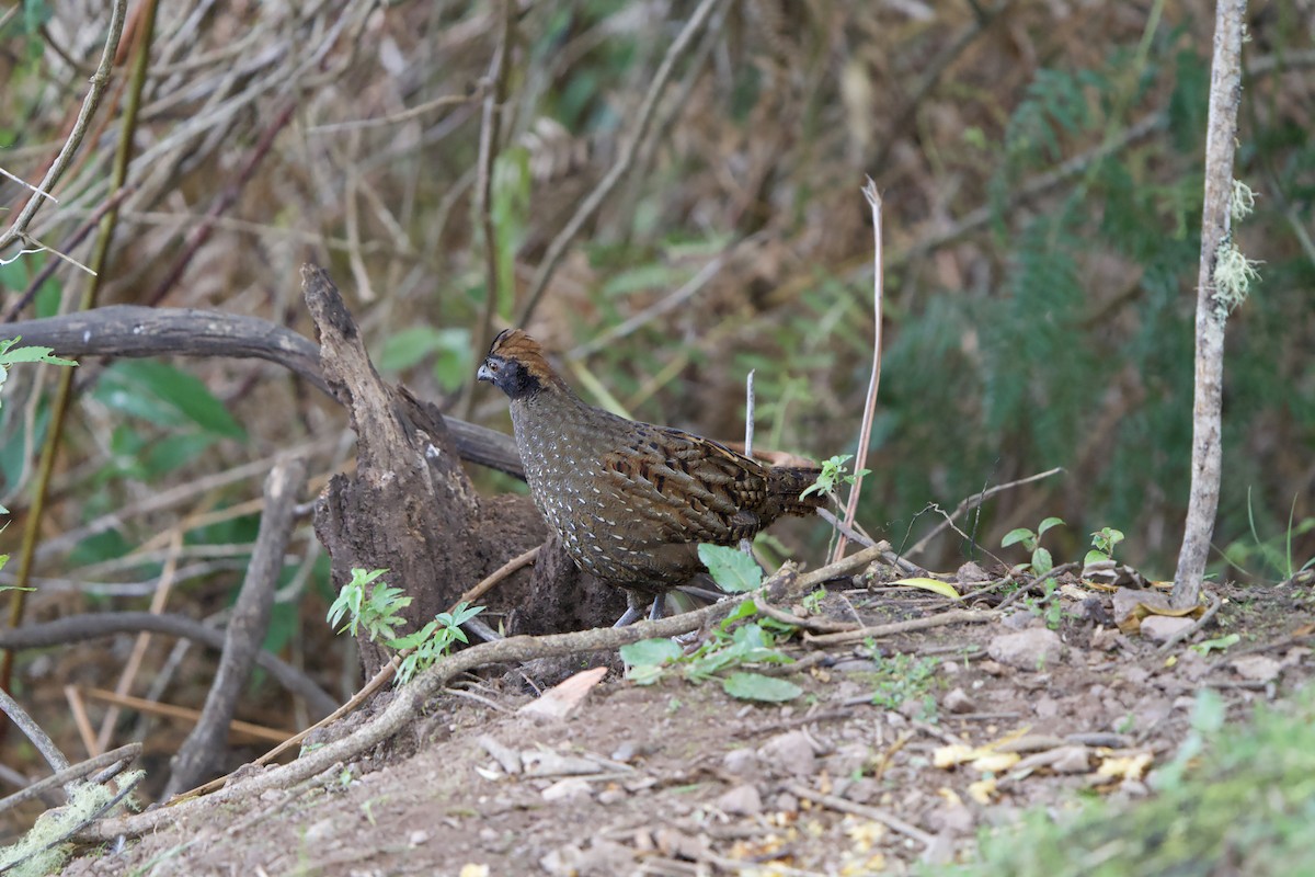 Black-fronted Wood-Quail - ML646182933