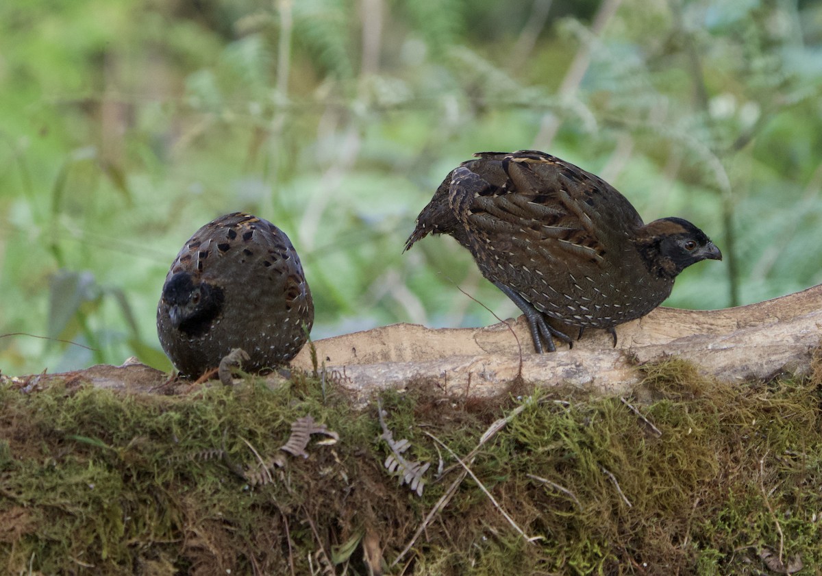 Black-fronted Wood-Quail - ML646182934