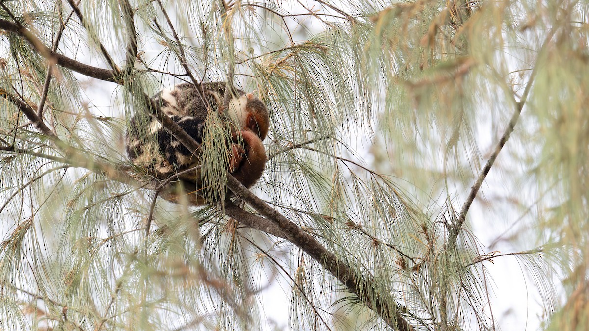 Animals - ML646182936