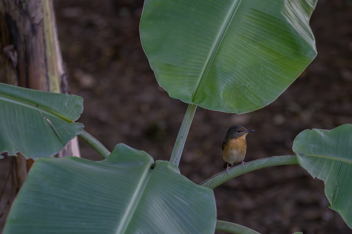 Koca Gagalı Mavi Sinekkapan - ML646182938