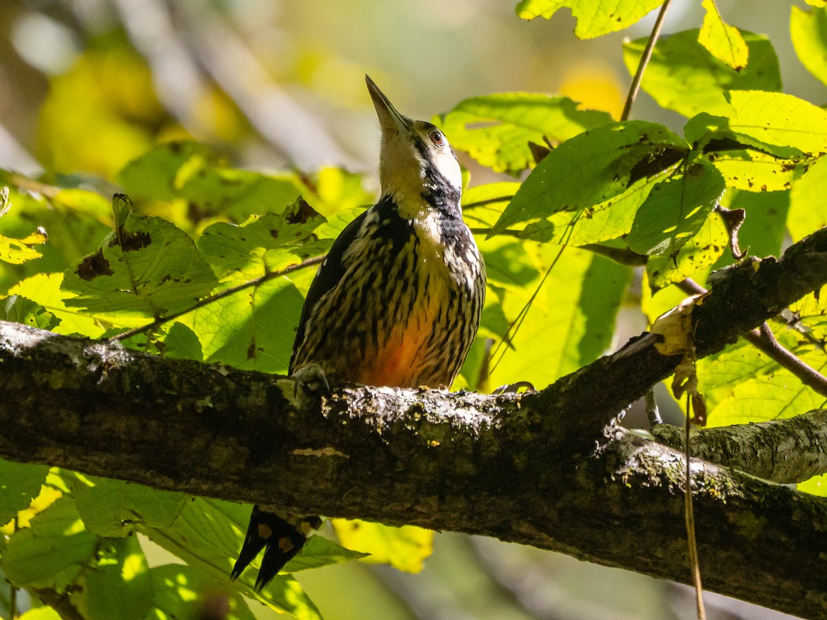 White-backed Woodpecker - ML646182941
