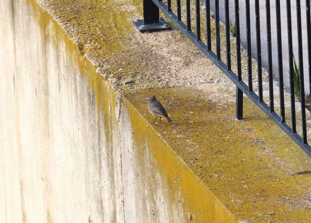 Black Redstart - ML646182943