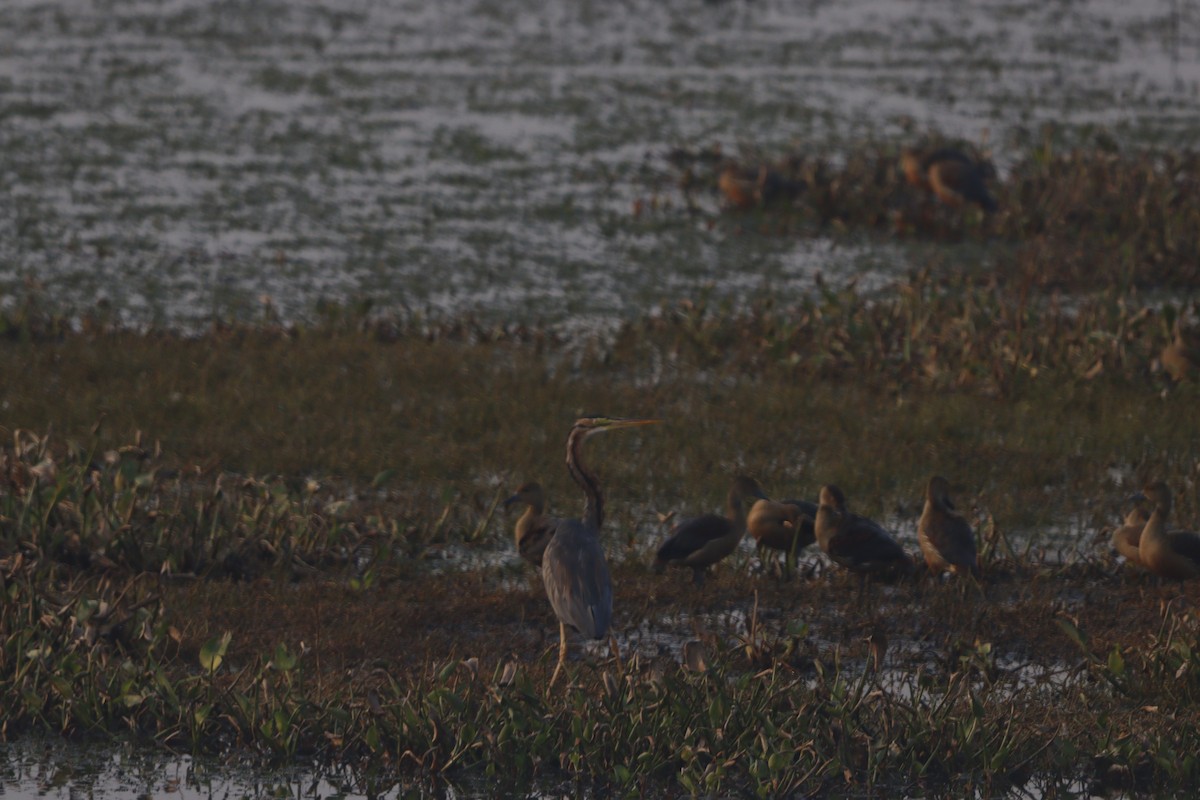Purple Heron - ML646182948
