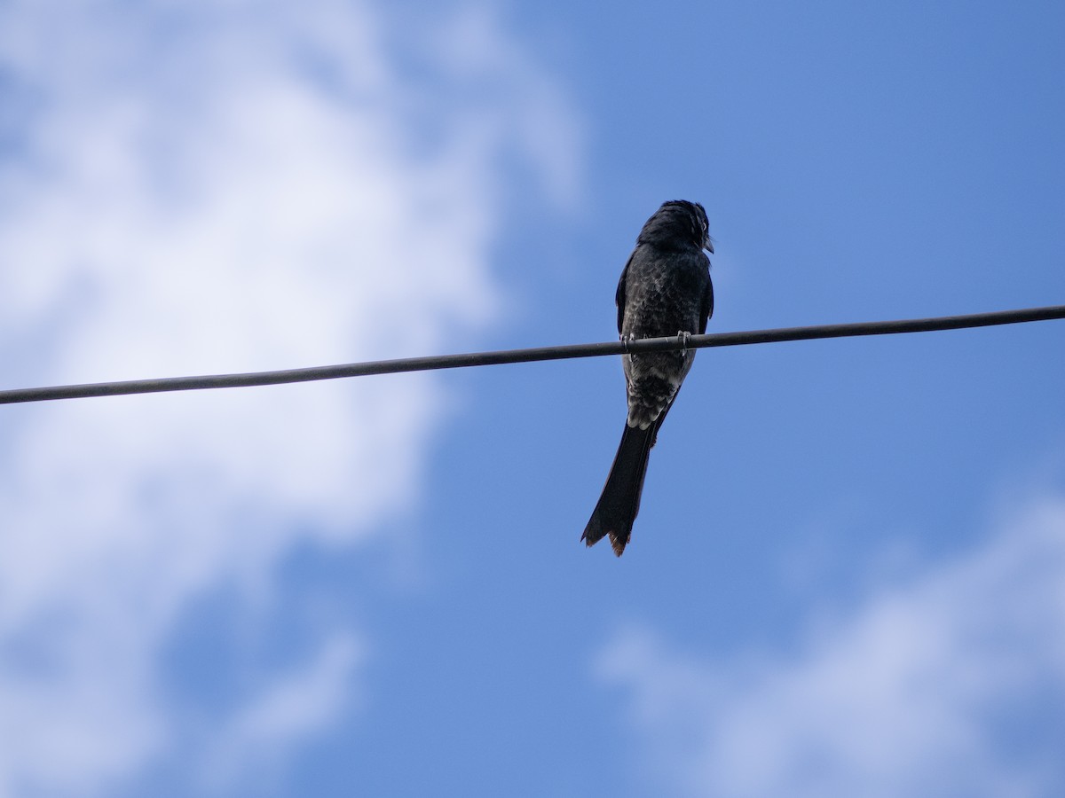 Black Drongo - ML646182949