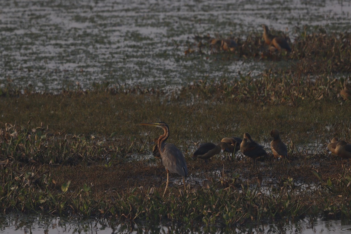 Purple Heron - ML646182951