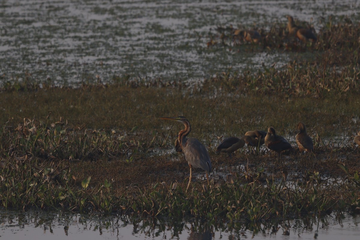 Purple Heron - ML646182952