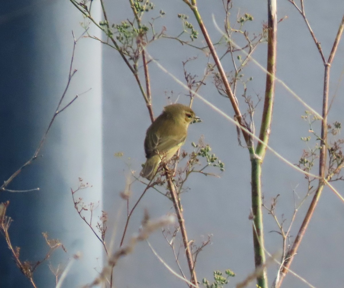 Common Chiffchaff - ML646182969
