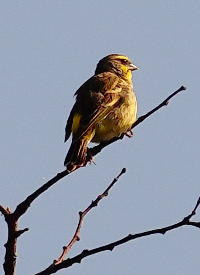 Lemon-breasted Seedeater - ML646182973