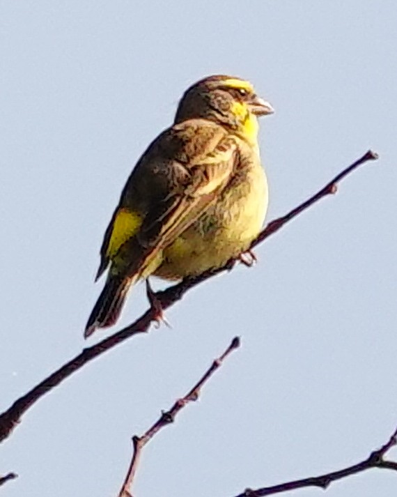 Lemon-breasted Seedeater - ML646182974