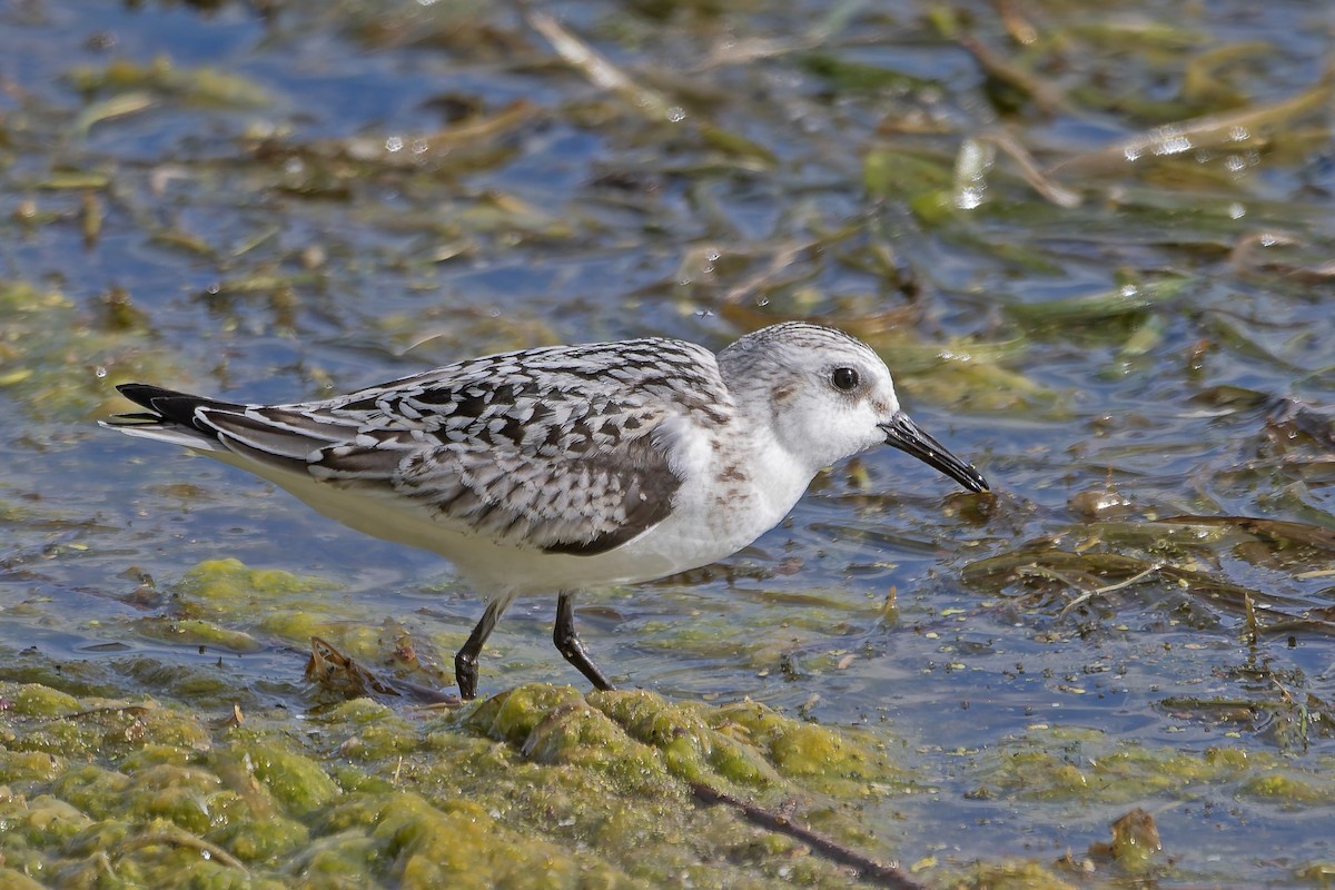 Sanderling - ML646182978