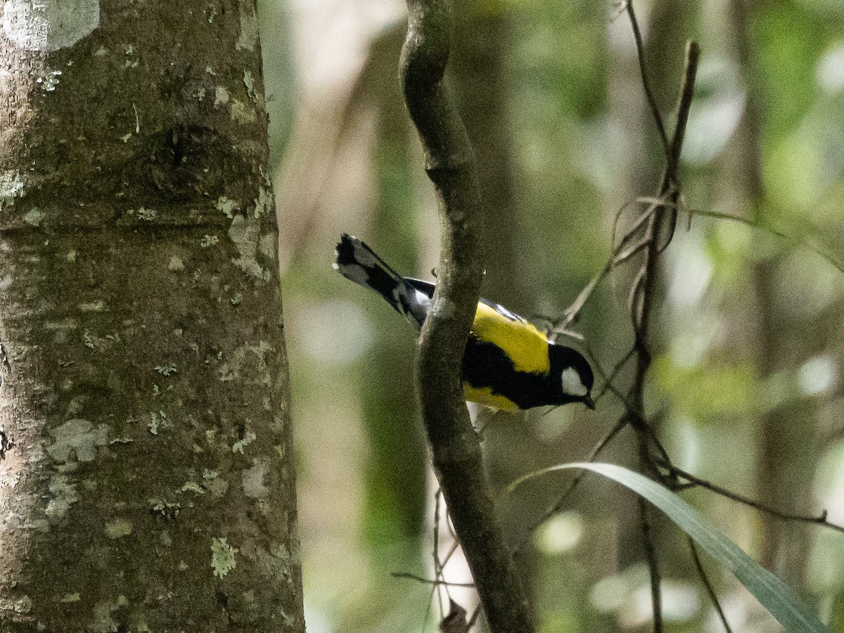 Mésange montagnarde - ML646182981