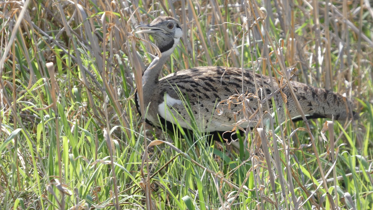 Black-bellied Bustard - ML646182982