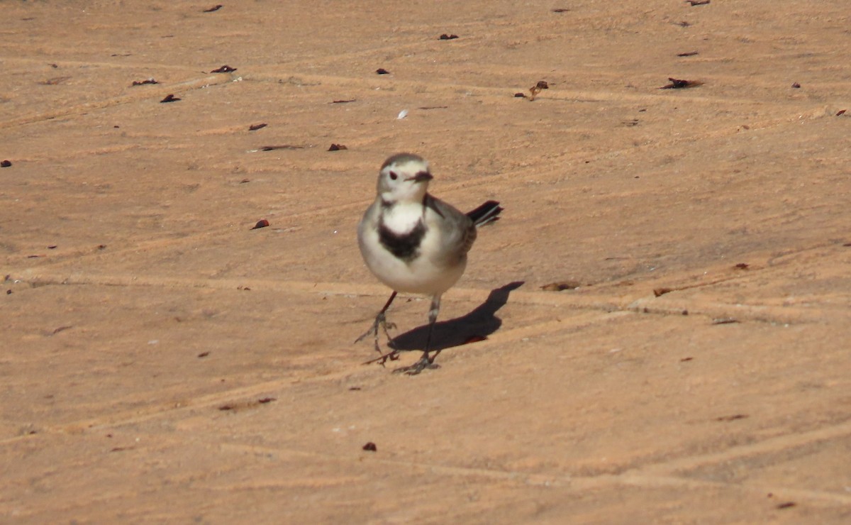 White Wagtail - ML646182984