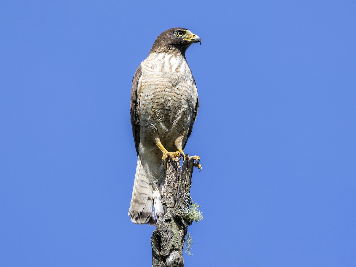 Roadside Hawk - ML646182988