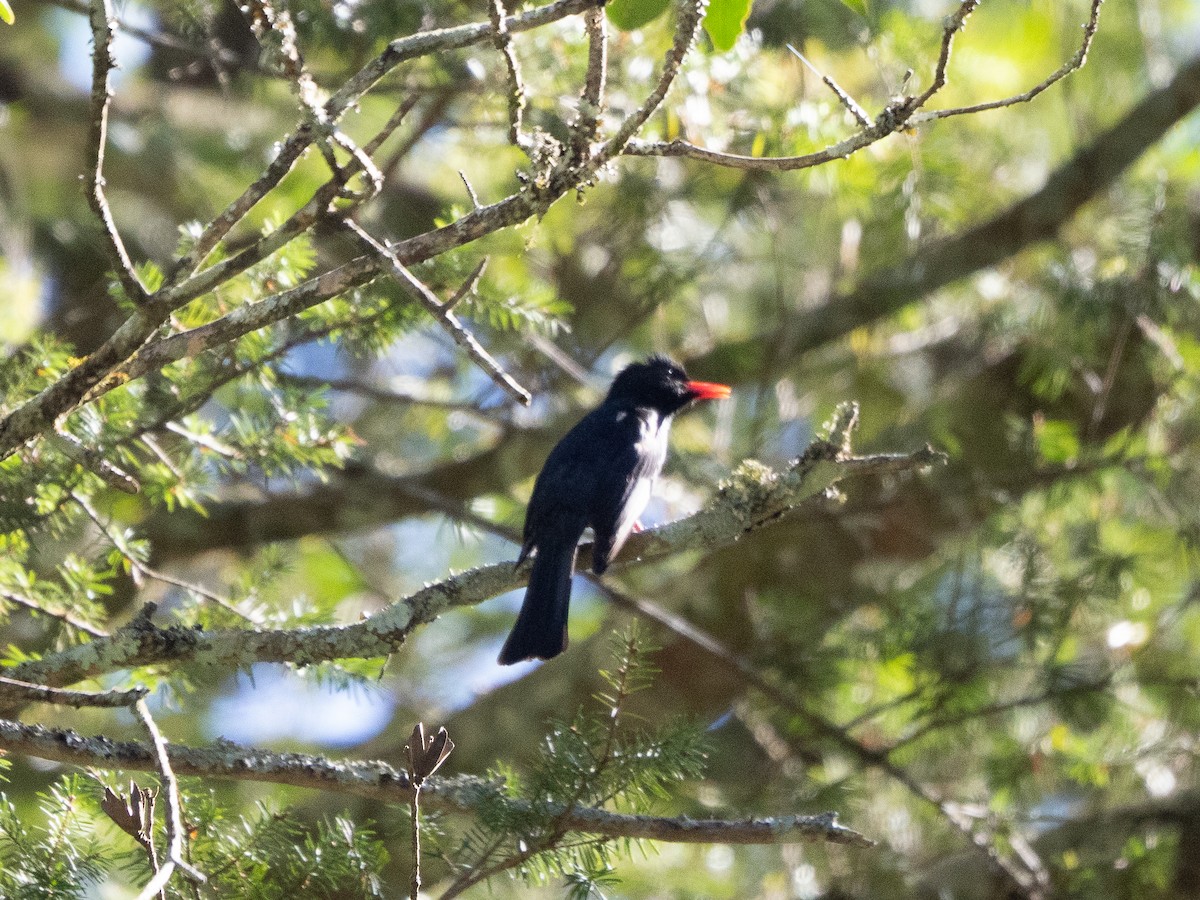 Black Bulbul - ML646182989