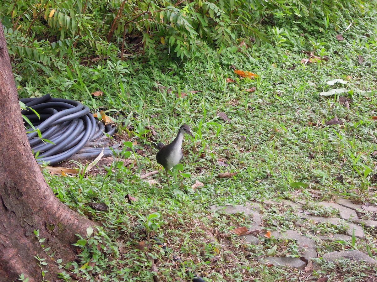 White-breasted Waterhen - ML646182990