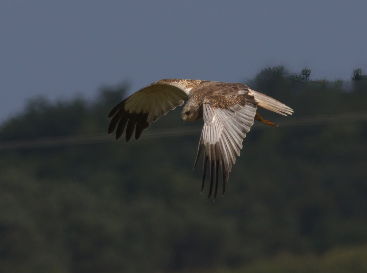 Western Marsh Harrier - ML646182991