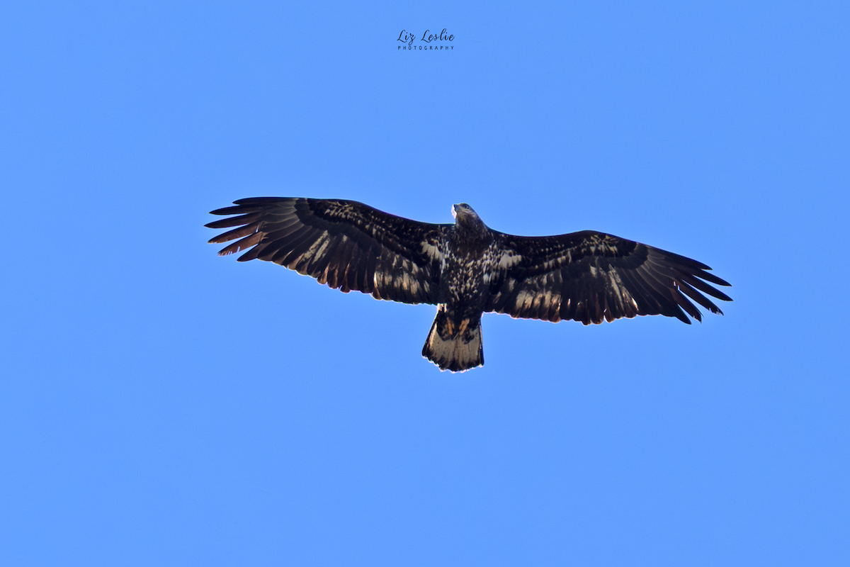 Bald Eagle - ML646182992