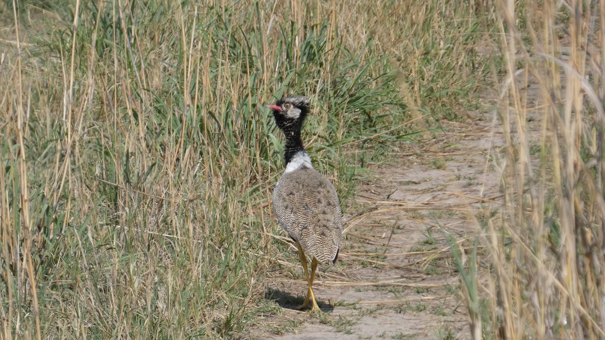 White-quilled Bustard - ML646182996