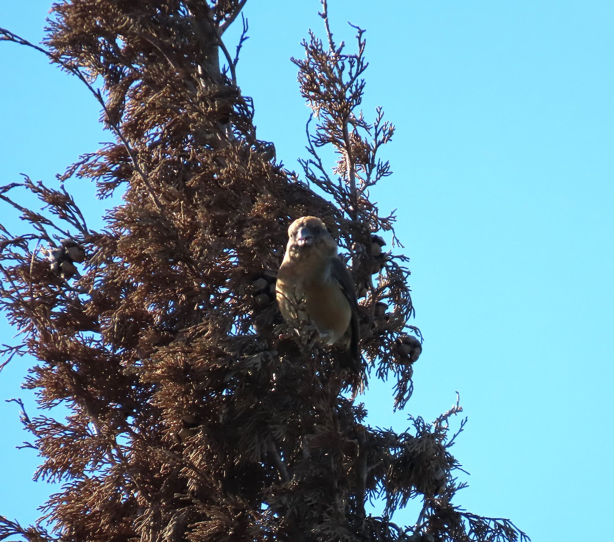 Red Crossbill - ML646182998