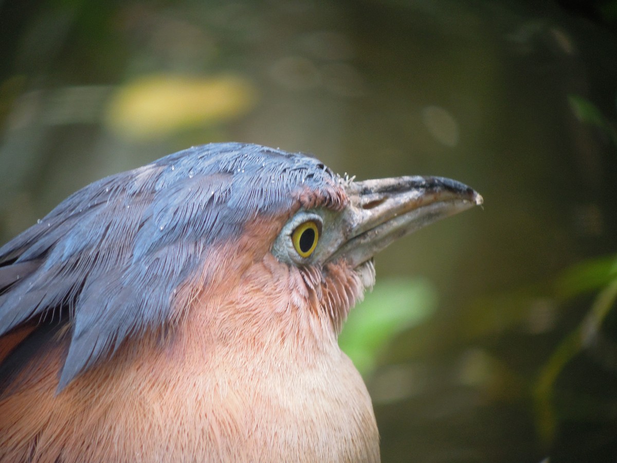 Malayan Night Heron - ML646183001