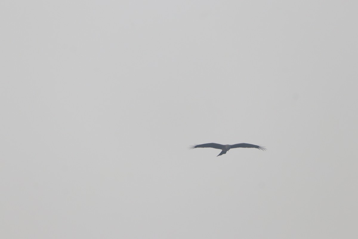 Black Kite - ML646183002