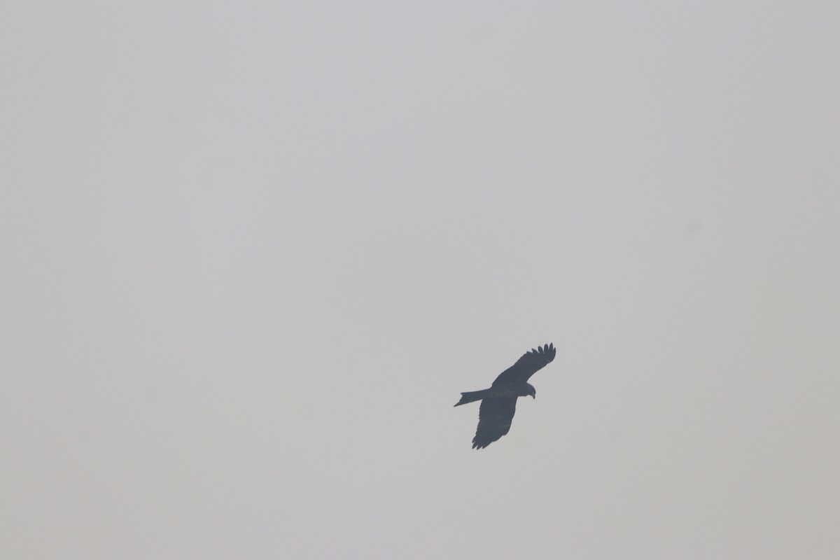 Black Kite - ML646183003