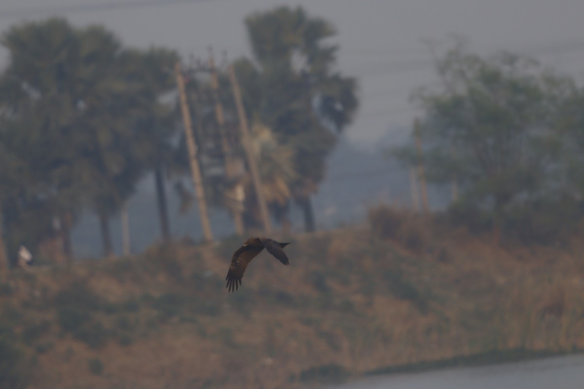 Black Kite - ML646183004