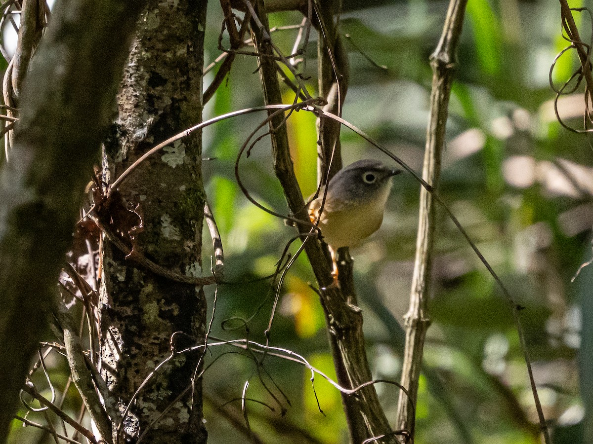 Morrison's Fulvetta - ML646183007