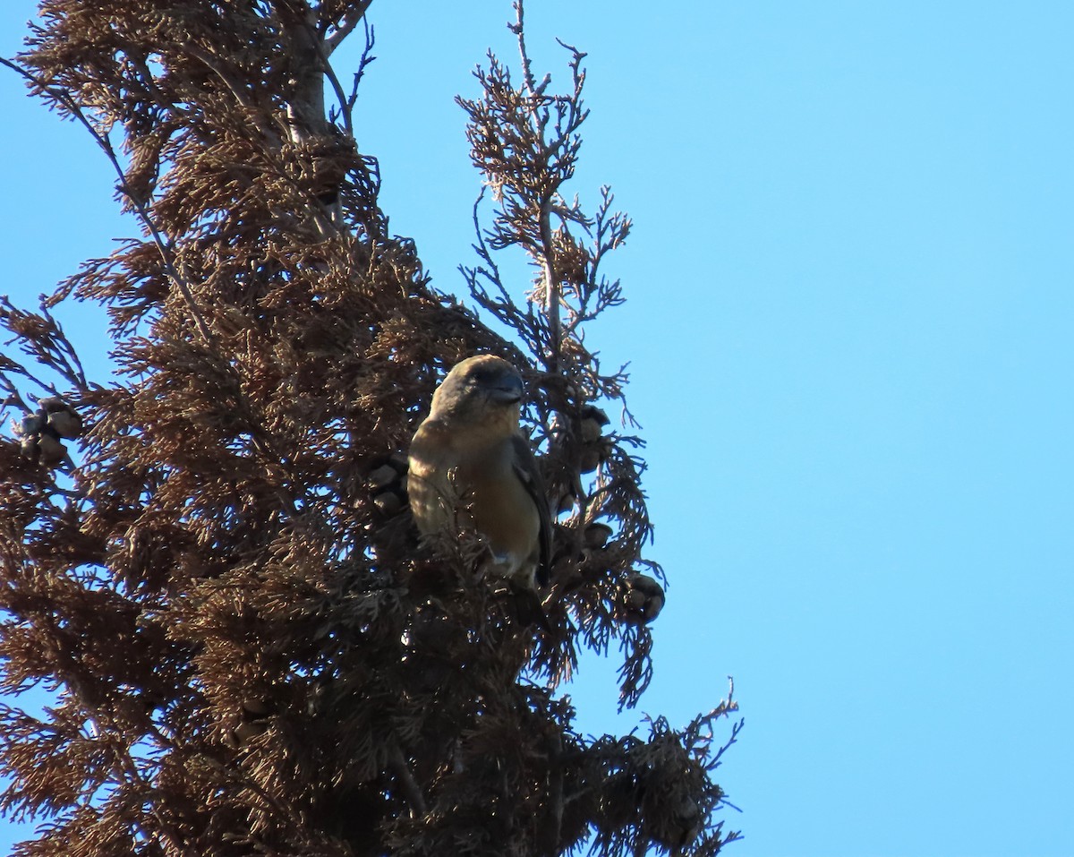 Red Crossbill - ML646183012