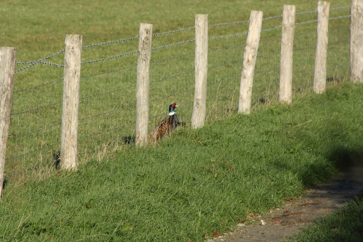 Ring-necked Pheasant - ML646183013