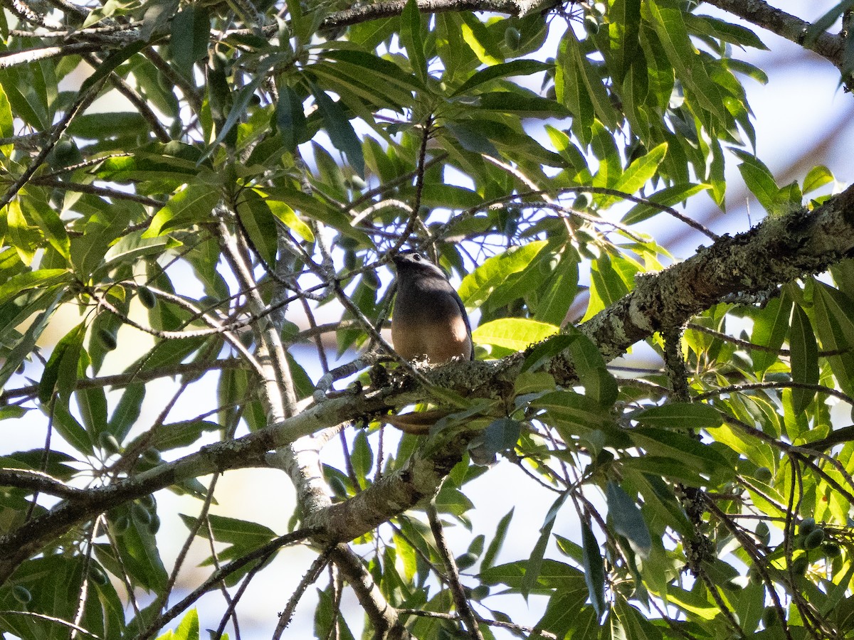 White-eared Sibia - ML646183014