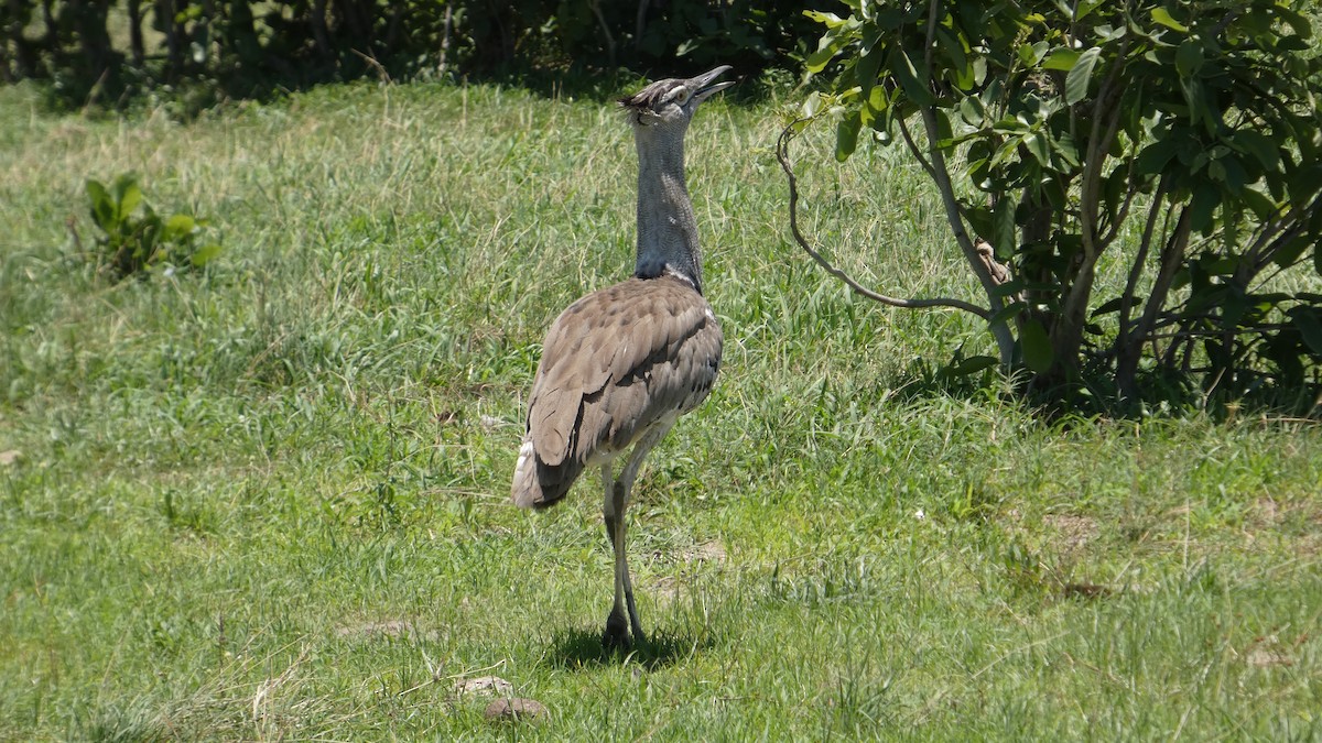 Kori Toyu - ML646183015