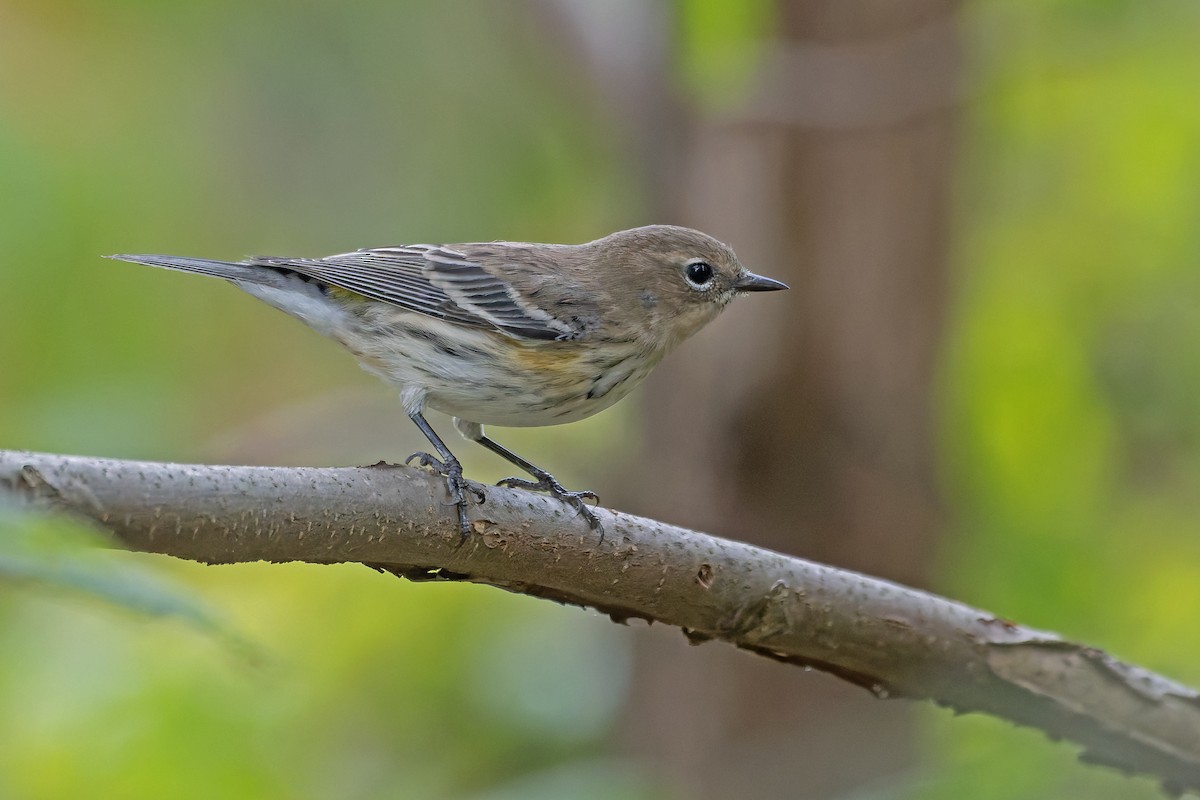Yellow-rumped Warbler - ML646183017