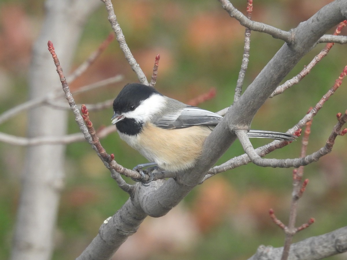 Гаїчка світлокрила - ML646183018