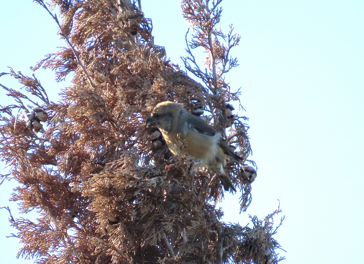 Red Crossbill - ML646183020