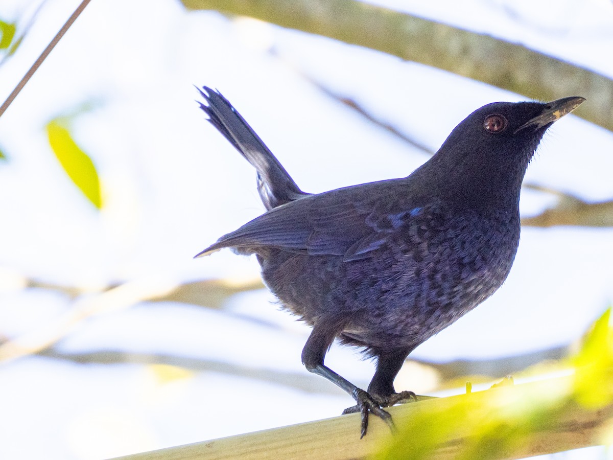 Taiwan Whistling-Thrush - ML646183021