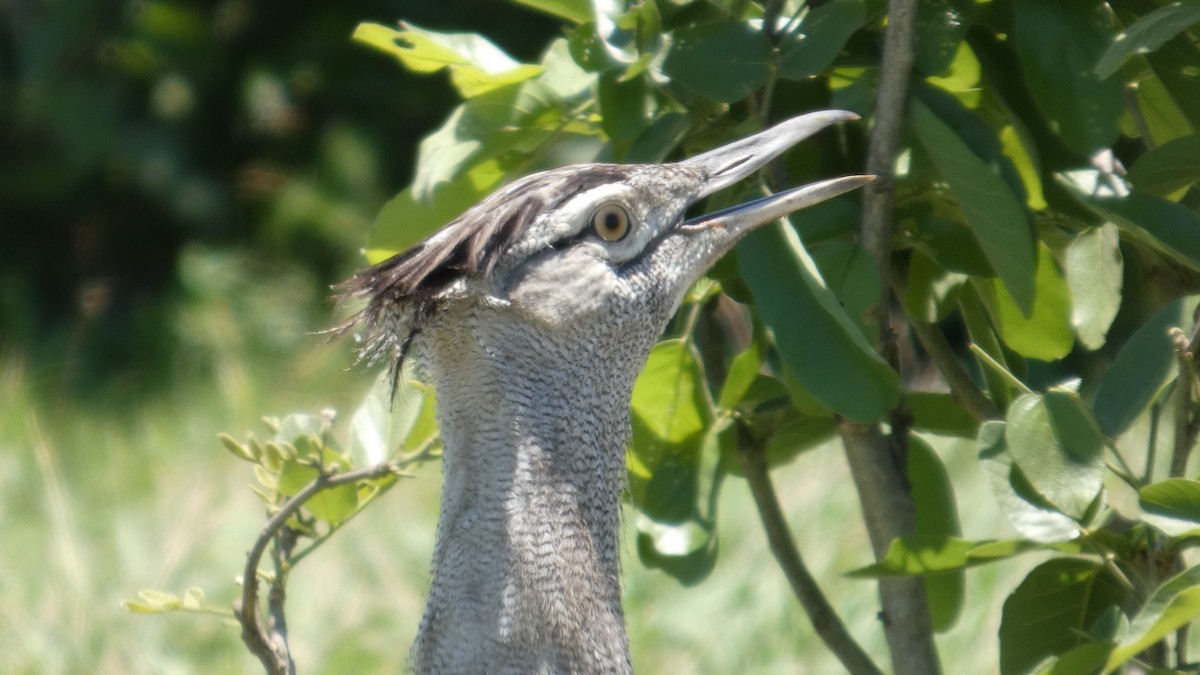 Kori Toyu - ML646183022