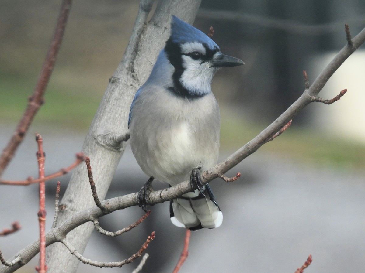 Blue Jay - ML646183027