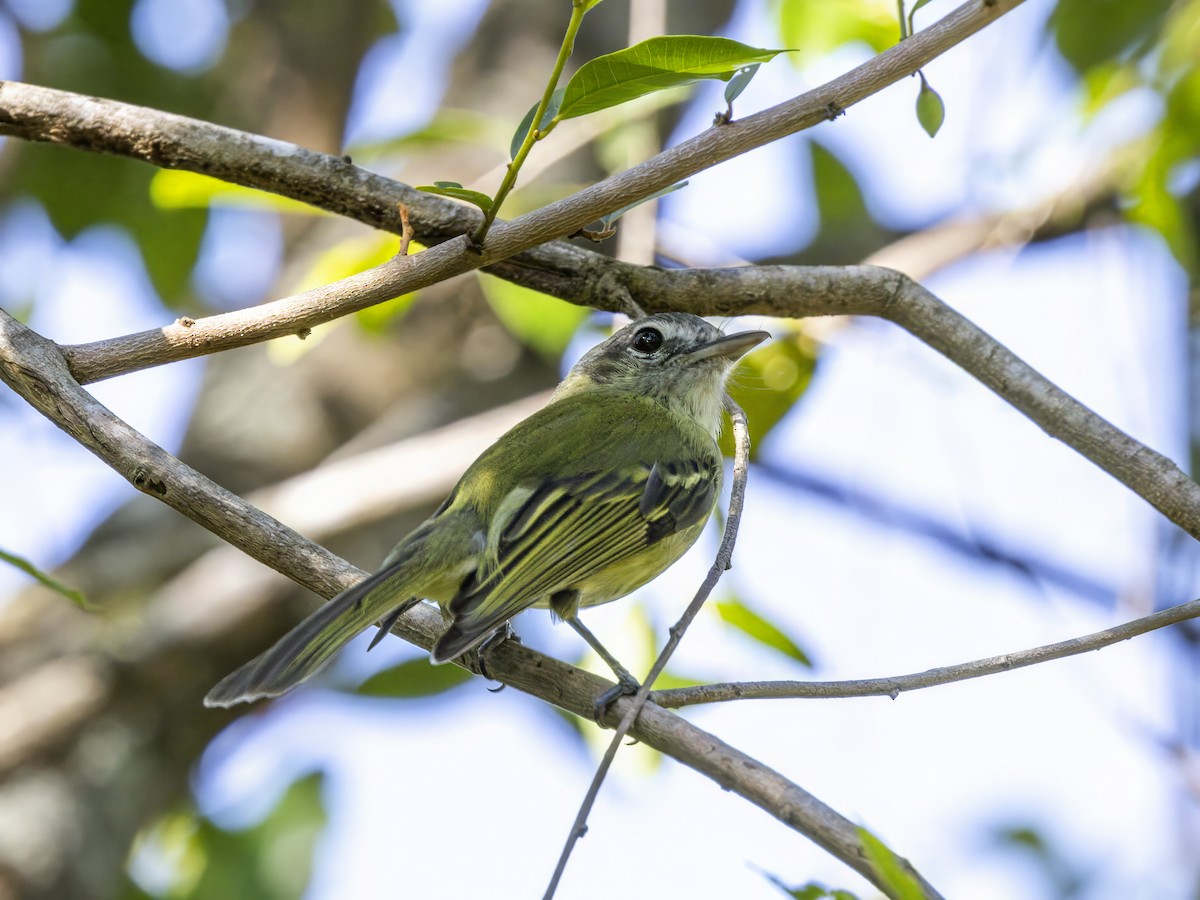 Yellow-olive Flatbill - ML646183029