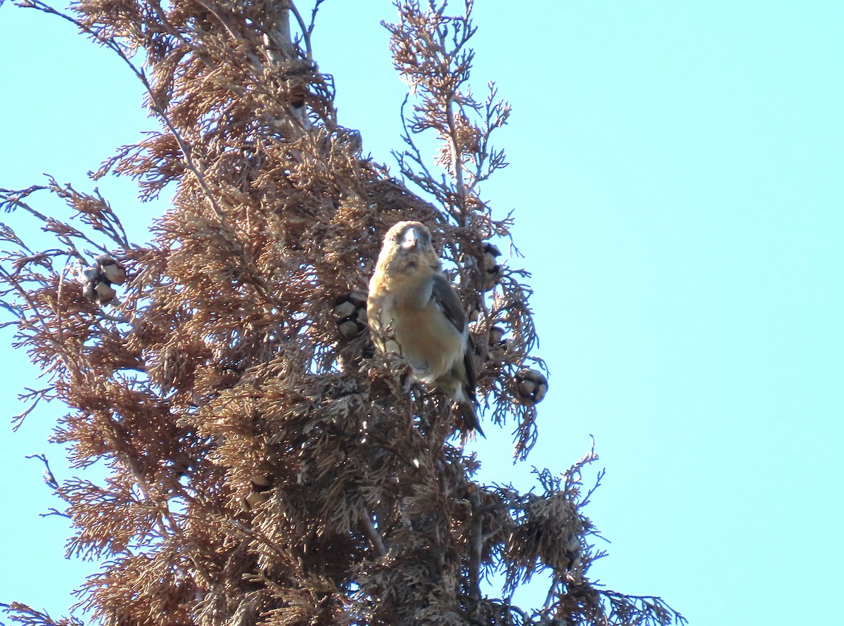 Red Crossbill - ML646183030
