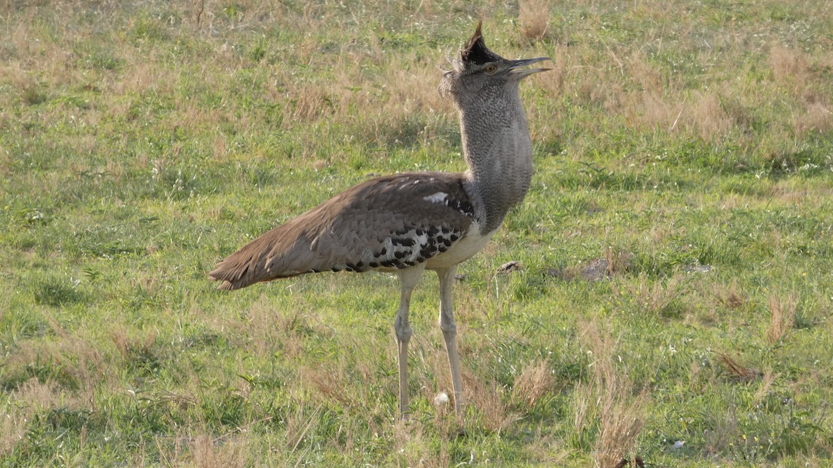 Kori Toyu - ML646183031