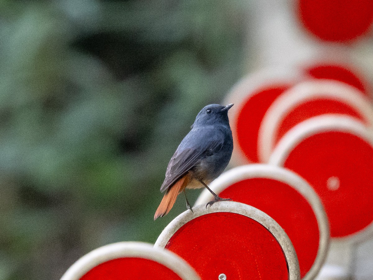 Plumbeous Redstart - ML646183035