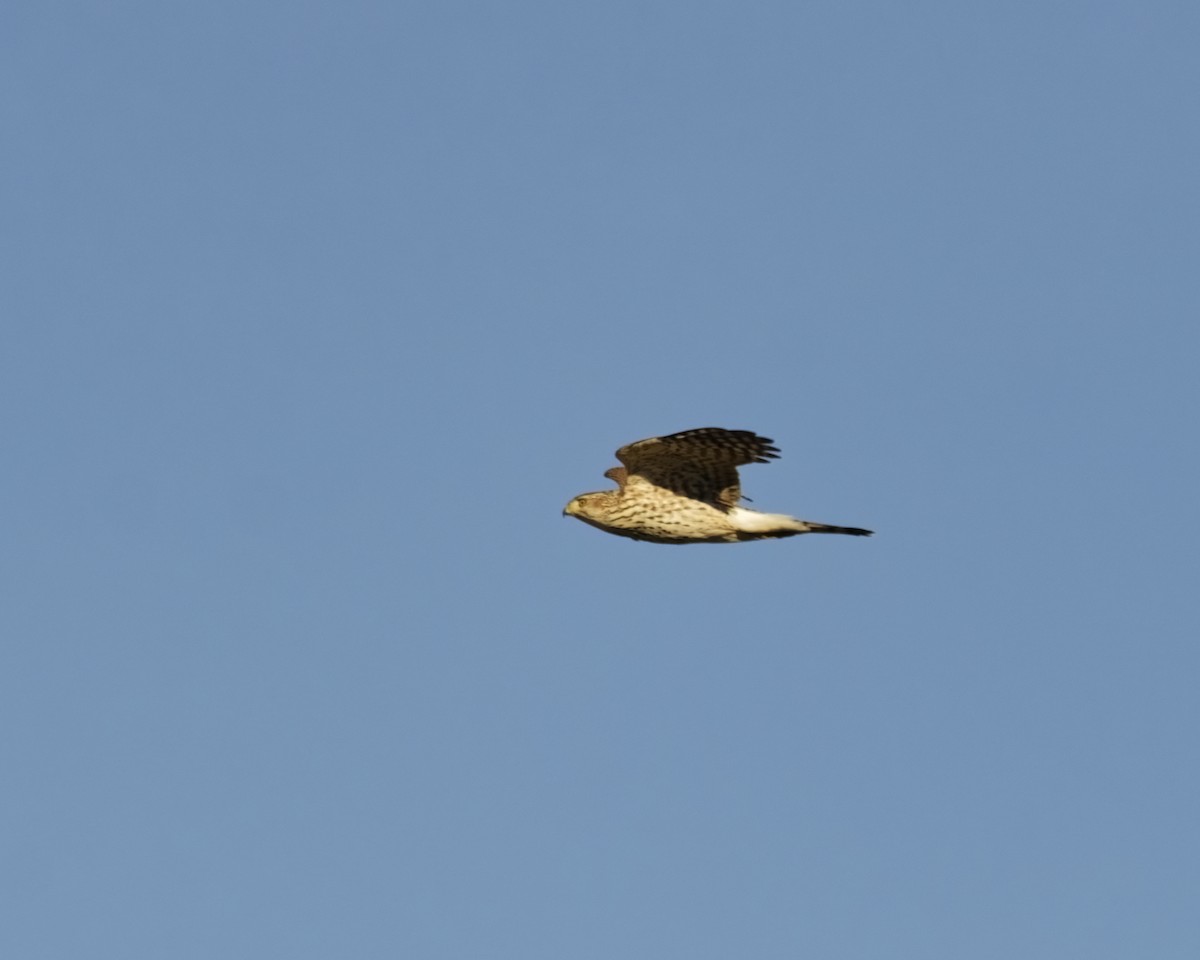 Cooper's Hawk - ML646183040