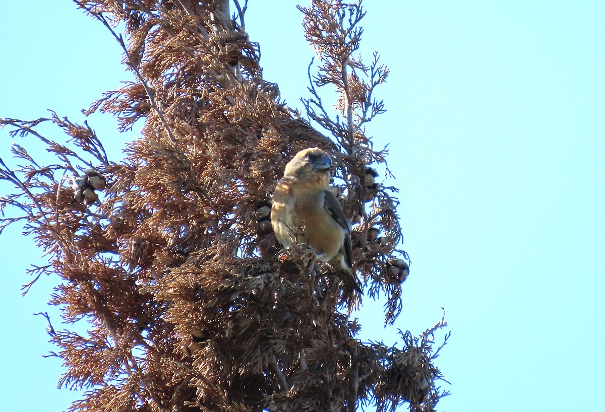 Red Crossbill - ML646183041