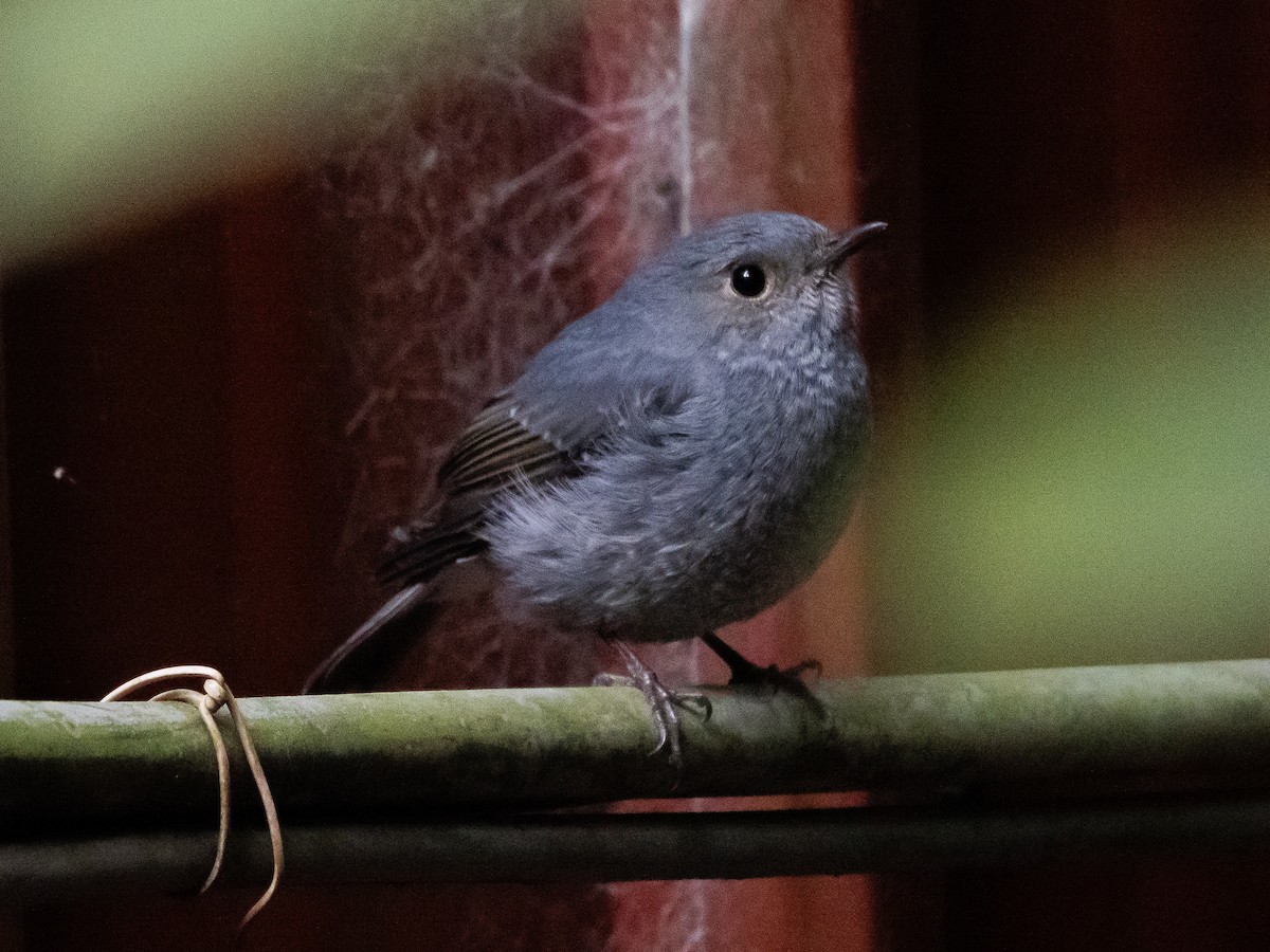 Plumbeous Redstart - ML646183045