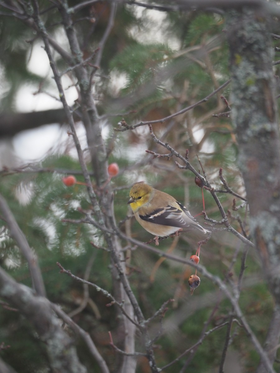 American Goldfinch - ML646183049