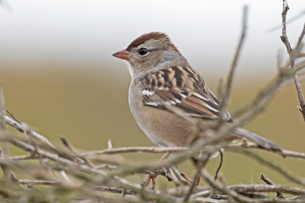 strnadec bělopásý - ML646183053